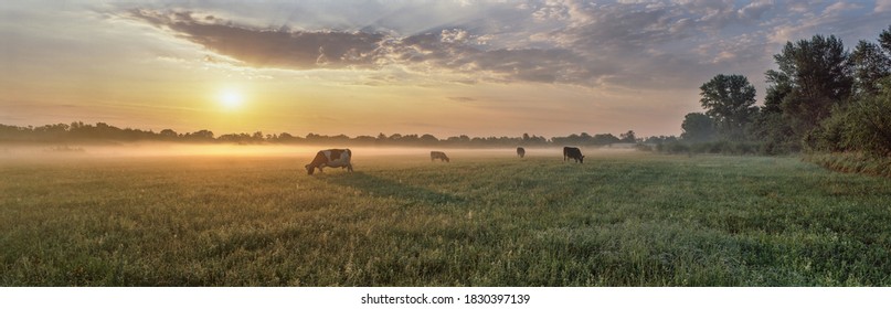 Panorama de vacas pastoras en un prado con hierba cubierta de gotas de rocío y niebla matutina, y en el fondo el amanecer en una pequeña neblina.