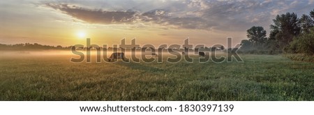 Panorama of grazing cows in a meadow with grass covered with dewdrops and morning fog, and in the background the sunrise in a small haze.