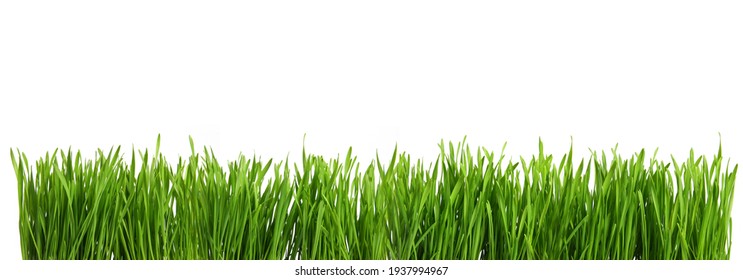 Panorama Grandes herbes vertes découpées et isolées sur fond blanc pour la création de modèles et de bannières