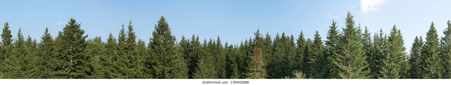 Panorama of green coniferous forest. Blue sky with a small cloud.