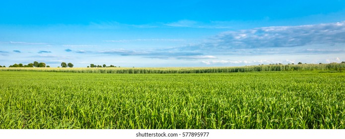 Panorama of green field and blue sky, grass in spring background, agricultural cereal crop