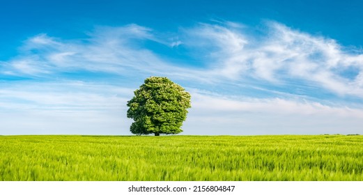 Panorama of Green Field with Nicely Shaped Chestnut Tree in Full Bloom under Blue Sky in Spring - Powered by Shutterstock