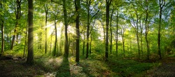 Panorama Di Una Foresta Verde Di Alberi Decidui Con Il Sole Che Proietta I Suoi Raggi Di Luce Attraverso Il Fogliame