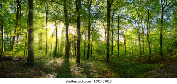Panorama of a green forest of deciduous trees with the sun casting its rays of light through the foliage
