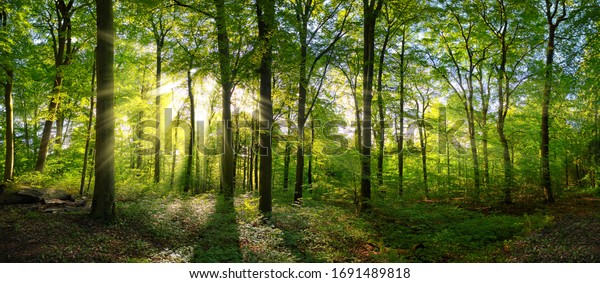 Panorama of a green forest\
of deciduous trees with the sun casting its rays of light through\
the foliage
