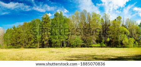 PANORAMA OF GREEN NATURE LANDSCAPE WITH GREEN BIRCH TRESS, GRASS LAWN, BLUE CLOUDY SKY AT BEAUTIFUL SPRING TIME SUNNY DAY
