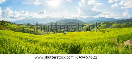 Panorama Green rice field with mountain background at Pa Pong Piang Terraces Chiang Mai, Thailand