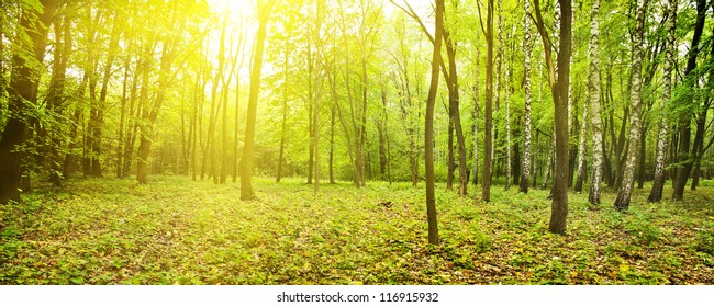 112,833 Woods panorama Images, Stock Photos & Vectors | Shutterstock