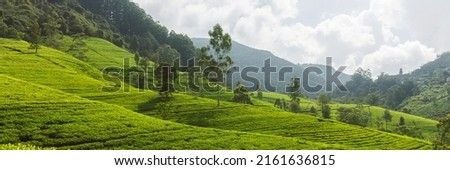 Panorama of green tea plantation in up country near Nuwara Eliya, Sri Lanka. High quality photo. Green tea field for background and banner