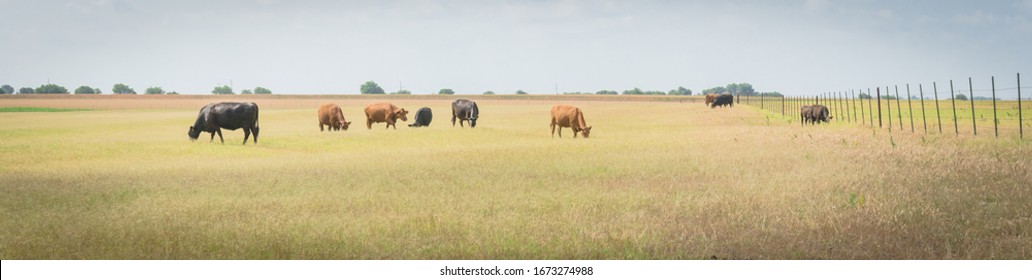 Panorama Group Of Black And Brow Cows Grazing Grass On Large Ranch With Metal Wire Fencing In Waxahachie, Texas, America. Pasture Raised Cattle On Prairie Under Cloud Blue Sky At Farm Ranch.