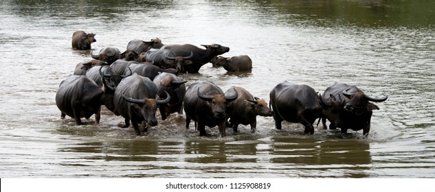 Panorama Group of wild buffalo crossing river in the outdoor field in the lake.Asian buffalo herds cross the river. A way of life in the countryside,Thailand.