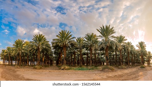 Panorama with grove of date palm plantation, desert agriculture in the Middle East

