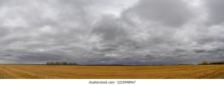 Panorama of harvested golden colored farm field with distant trees and a sky full of grey storm clouds
				