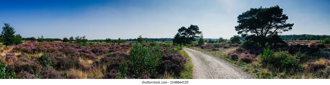 Panorama of heathland with trees on a sunny day