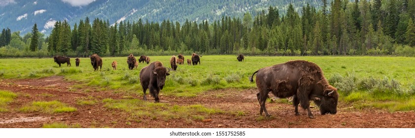 Panorama herd of American Bison (Bison Bison) or Buffalo Panoramic Web Banner