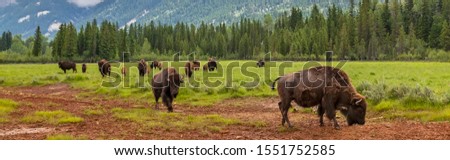 Panorama herd of American Bison (Bison Bison) or Buffalo Panoramic Web Banner