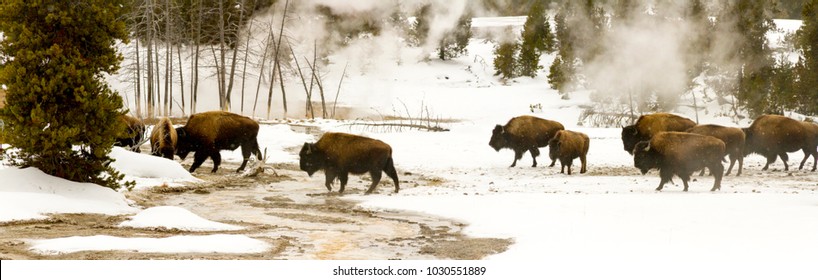 Panorama of herd of bison or American buffalo walking among geysers in Upper Geyser Basin in Yellowstone National Park, Wyoming in winter.