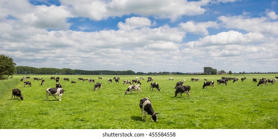 Panorama of a herd of dutch black and white cows in Groningen