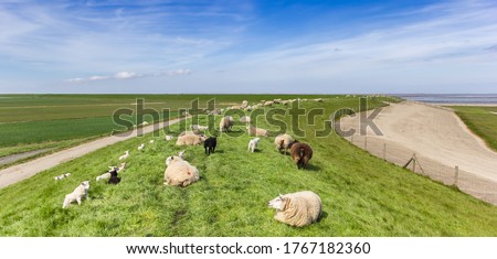 Panorama of a herd of sheep on a dike at the wadden sea in Friesland, Netherlands