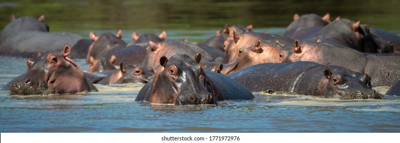 Panorama Of Hippos Wallowing In Hippo Pool