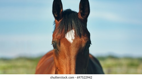 Panorama, horse looking straight forward, on a blurred background of sky and grass. Portrait of a bay gelding. Thoroughbred chestnut stallion. Horse head close up in the summer field.