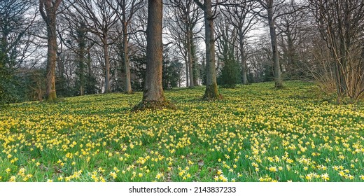 A panorama of a host of golden wild daffodils, Narcissus pseudonarcissus, in spring at first light near Dymock, The Royal Forest of Dean, Gloucestershire, England, UK