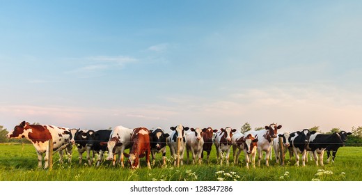 Panorama image of curious Dutch milk cows in a row