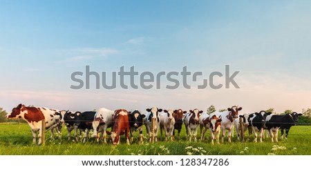 Panorama image of curious Dutch milk cows in a row