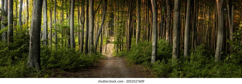Panorama of incredible sunset int he forest during autumn. Warm late sumemr sunset in woodland. Sunshine through the trees