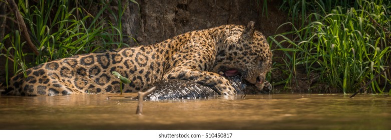 Panorama Of Jaguar Biting Into Yacare Caiman