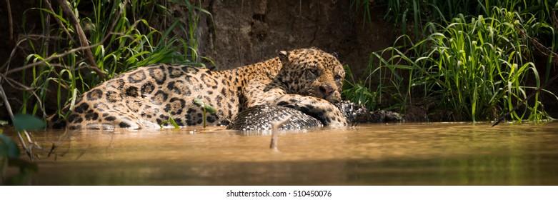 Panorama Of Jaguar Lying On Yacare Caiman