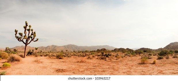 Panorama landscape of Joshua Tree National Park, USA.