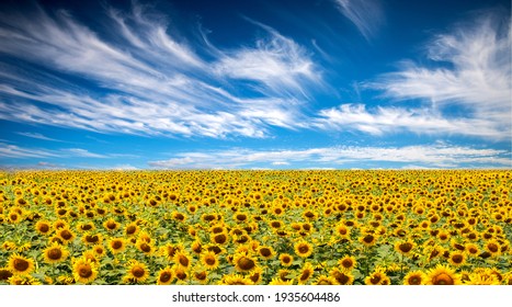Panorama Landscape Of Sunflower fields And blue Sky clouds Background.Sunflower fields landscapes on a bright sunny day with patterns formed in natural background. - Powered by Shutterstock
