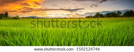 Panorama landscape of young green rice field and beautiful sky sunset in Thailand