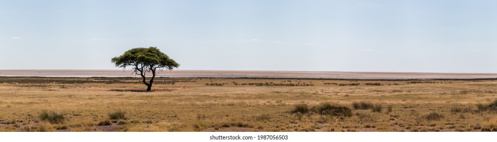 panorama of lone tree in etosha landscape in front of pan
