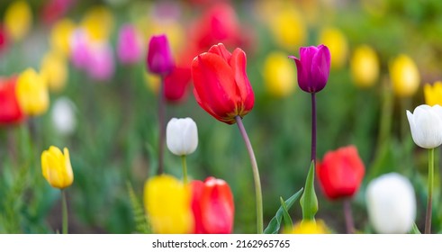 Panorama lovely Dutch tulip flower blooming in a tulip field, floral background, postcard, wallpaper, decoration.Selective focus. - Powered by Shutterstock