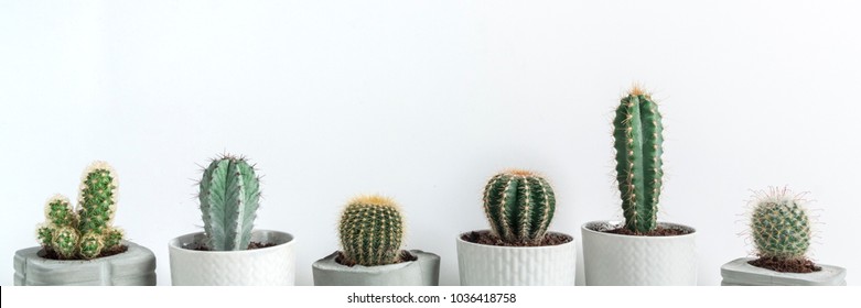 Download Cactus Mockup High Res Stock Images Shutterstock