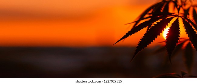 Panorama of marijuana with blurred background at sunset. Silhouette of cannabis against the sky. Growing hemp. Copy space