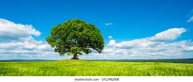 Panorama of Mighty Oak Tree in green field, Spring Landscape under Blue Sky with white clouds