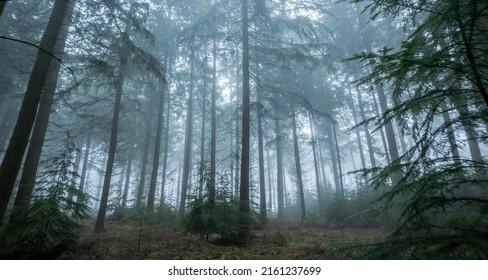 Panorama of the misty forest. Forest mist. Misty forest in fog. Deep forest in mist - Shutterstock ID 2161237699