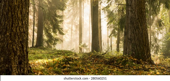 Panorama of a mixed forest at autumn sunny day/ Autumn Forest