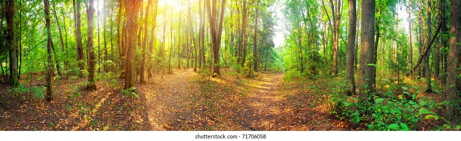 Panorama of a mixed forest at summer sunny day