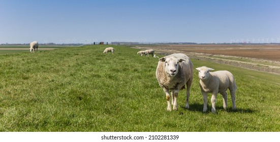Panorama of a mother sheep and lamb in Groningen, Netherlands