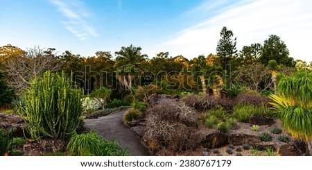 panorama of mount coot-tha botanic garden at sunset, colorful botanical garden in brisbane, queensland, australia