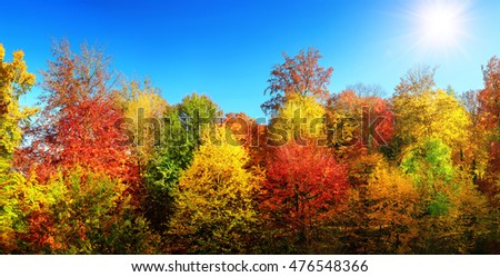 Panorama of multi-colored trees and autumn sun shining in the clear blue sky