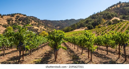 Panorama of Napa Valley Vineyard, Napa County, California, USA. - Shutterstock ID 2195627311