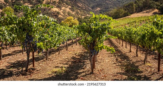 Panorama Of Napa Valley Vineyard, Napa County, California, USA.