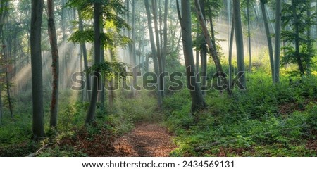 Panorama of Natural Beech Forest with Sunbeams through Morning Fog