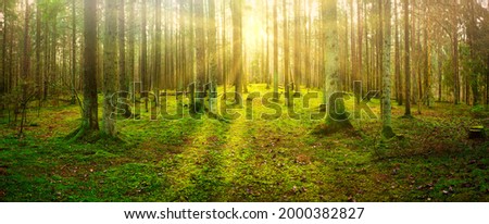 panorama of an old spruce forest with moss on the ground 2020