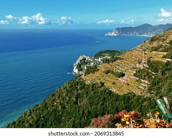 Panorama On Wine Grapes Of Cinque Terre, Liguria, Corniglia, Italy